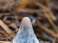 Weißstieliger kleiner Pilz mit grauem Hut mit heller Spitze